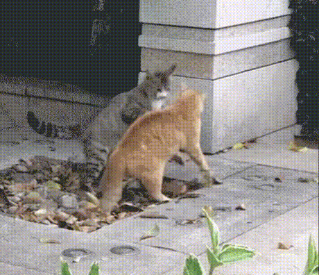 cat fight fighting GIF