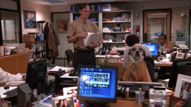The Office Dwight GIF - Find & Share on GIPHY