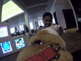 Bulldog GIF by pammypocket