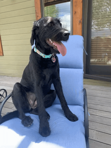 Golden Tails Dog Walking GIF