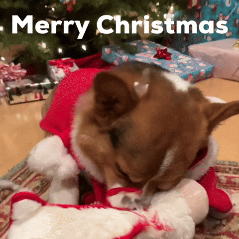 Merry Christmas Dog GIF