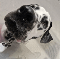 Dog GIF