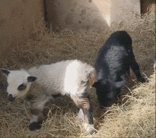 Happy So Excited GIF by Brown Dog Farm Studio