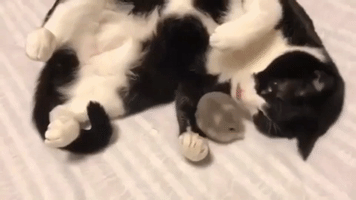 Video gif. A black and white cat gets along well with a small gray mouse, cuddling it as the mouse crawls under and over the cat's legs.