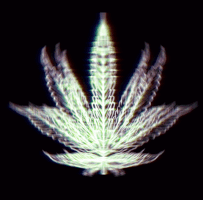 Weed Marijuana GIF by Nayon Cho