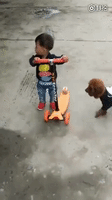 Dog Scooting GIF