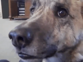 Dog GIF