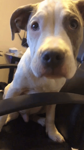 Dog GIF