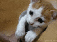 Cute Cat GIF  Download  Share on PHONEKY