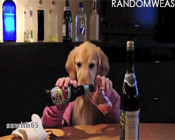 Dog Human Drinking GIF