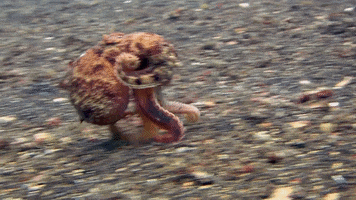 run octopus GIF by Science Friday