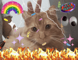 Cat Ginger GIF