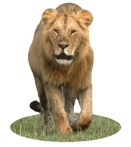 cat lion Sticker by BBC America