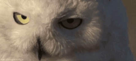 Who3! GIF