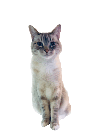 Cat Dog Sticker by Roundhouse