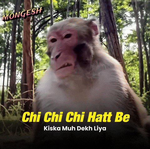 Fun Monkey GIF