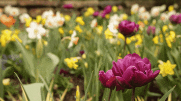 spring tulip GIF by Duke University