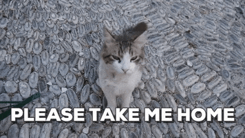 rikki greece alley cat rhodes rhodos GIF