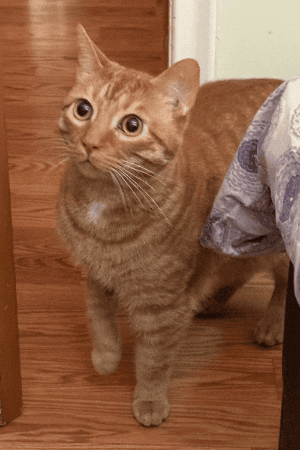 Scared What The Hell GIF