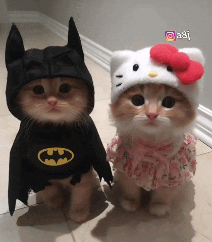 Cat GIF