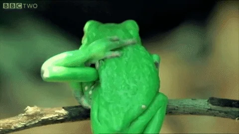 giphy.webp