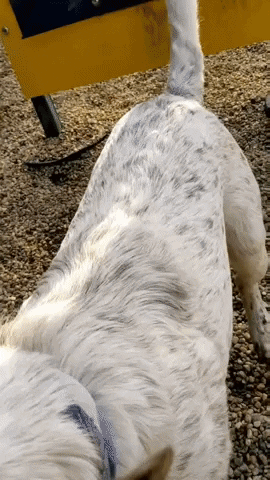 Cattle Dog GIF by GIPHY Engineer #3422