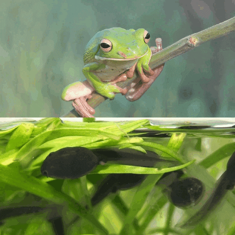 Frog Tadpole GIF by The Freelance Lifestyle