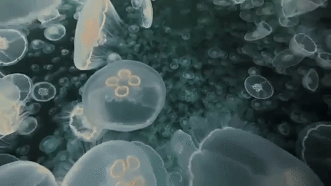 Moon Jelly GIFs - Get the best GIF on GIPHY