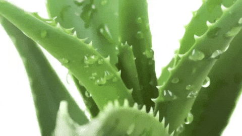 Aloe Vera Plant GIFs - Get the best GIF on GIPHY