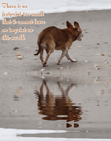 Inspire Make A Difference GIF by Harley's Dream