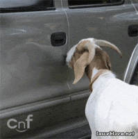 Goat Win GIF