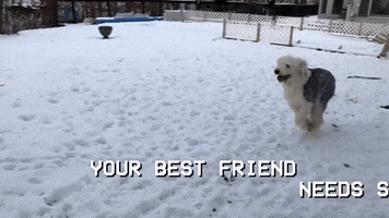best friends dog GIF by Polyvinyl Records