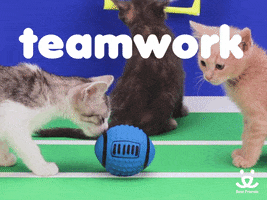 Video gif. A gray and white kitten and an orange kitten appear on either side of a toy blue football on the green floor which resembles a field. Text, "Teamwork."