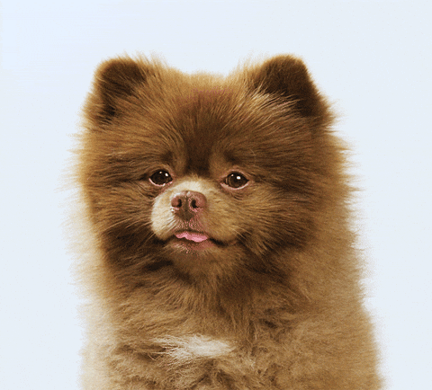 Dog Pomeranian GIF The Find & Share on GIPHY