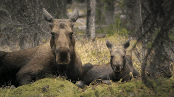 moose mom and daughter GIF by University of Alaska Fairbanks