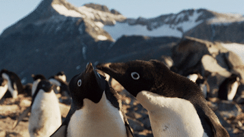 Disney Penguins GIF by Disneynature