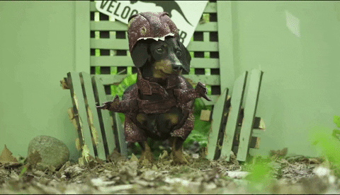 Jurassic Park Dachshund GIF - Find & Share on GIPHY