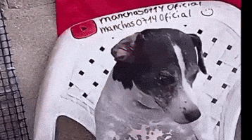 Dog Sneeze GIF