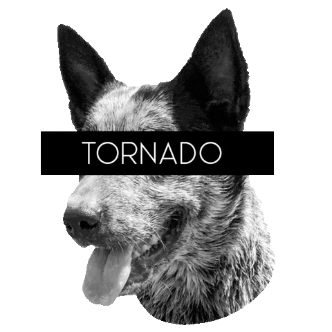 Zeedog GIF by Tornado - Blue Heeler