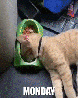 Cat GIF