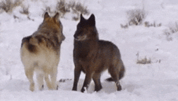 playing wolf pack GIF
