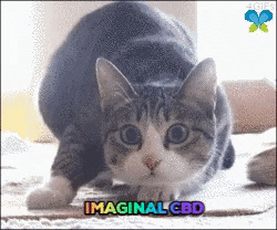 Excited Cat GIF by Imaginal Biotech