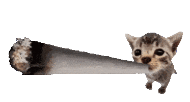 Cat Smoking Sticker