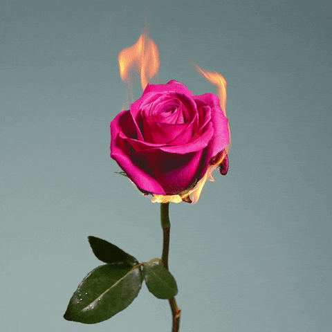 Rose Love GIF by DaanBrand - Find & Share on GIPHY