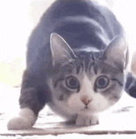 kyle hill cat GIF by Because Science