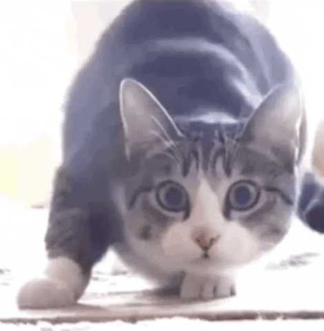 kyle hill cat GIF by Because Science