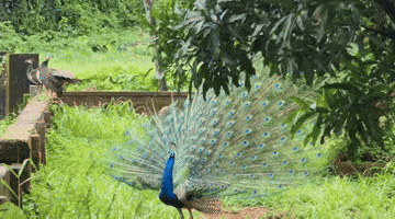 Peacock GIF