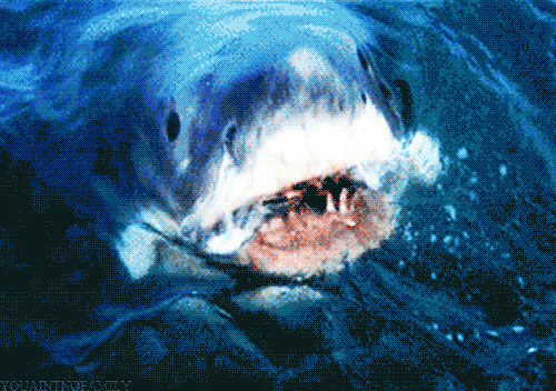 Shark Week GIF - Find & Share on GIPHY