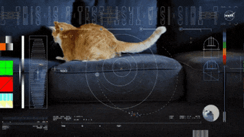 Cat Laser GIF by NASA