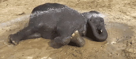 Bath Elephant GIF by Wildlife SOS